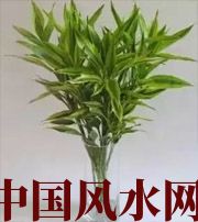 鹰潭十二生肖养什么植物最旺财运？你知道吗！